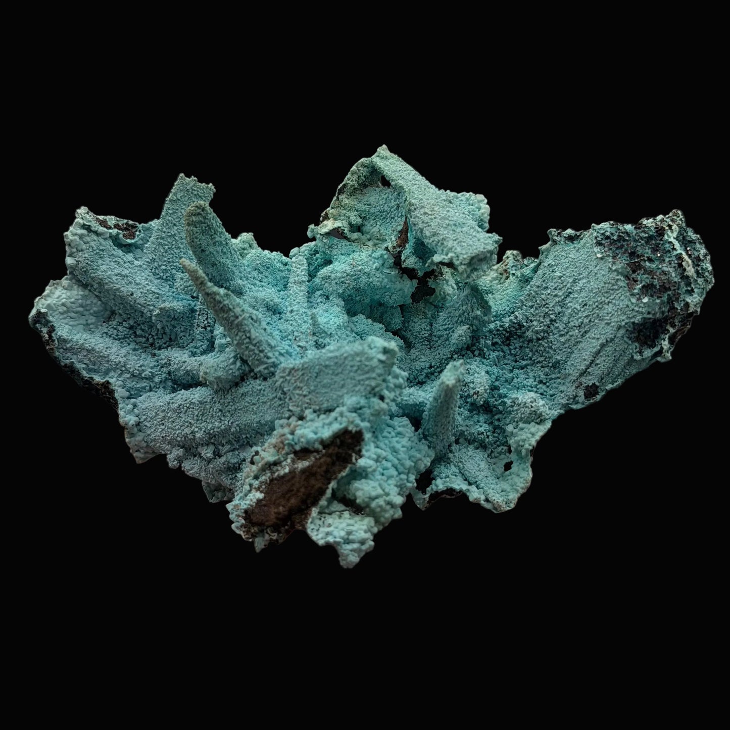 Chrysocolla pseudomorph after Gypsum - DRC